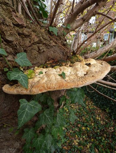 A mature fruiting body growing from an old wound at 3m up on a hybrid black poplar in Basildon, Essex.